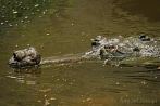 0065-0940; 4288 x 2848 pix; Azja, Nepal, Chitwan National Park, krokodyl, gawial