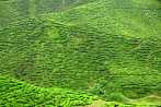1BF3-0090; 4288 x 2848 pix; Azja, Malezja, Cameron Highlands, herbata, drzewo herbaciane, wzgrza herbaciane
