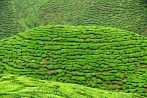 1BF3-0100; 4288 x 2848 pix; Azja, Malezja, Cameron Highlands, herbata, drzewo herbaciane, wzgrza herbaciane