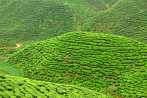 1BF3-0110; 4288 x 2848 pix; Azja, Malezja, Cameron Highlands, herbata, drzewo herbaciane, wzgrza herbaciane