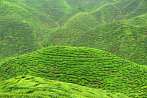 1BF3-0120; 4288 x 2848 pix; Azja, Malezja, Cameron Highlands, herbata, drzewo herbaciane, wzgrza herbaciane