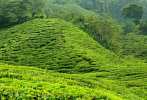 1BF3-0135; 5085 x 3477 pix; Azja, Malezja, Cameron Highlands, herbata, drzewo herbaciane, wzgrza herbaciane