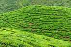 1BF3-0140; 4288 x 2848 pix; Azja, Malezja, Cameron Highlands, herbata, drzewo herbaciane, wzgrza herbaciane