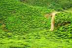 1BF3-0200; 4288 x 2848 pix; Azja, Malezja, Cameron Highlands, herbata, drzewo herbaciane, wzgrza herbaciane