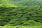 1BF3-0505; 4084 x 2713 pix; Azja, Malezja, Cameron Highlands, herbata, drzewo herbaciane, wzgrza herbaciane