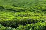 1BF3-0520; 4288 x 2848 pix; Azja, Malezja, Cameron Highlands, herbata, drzewo herbaciane, wzgrza herbaciane